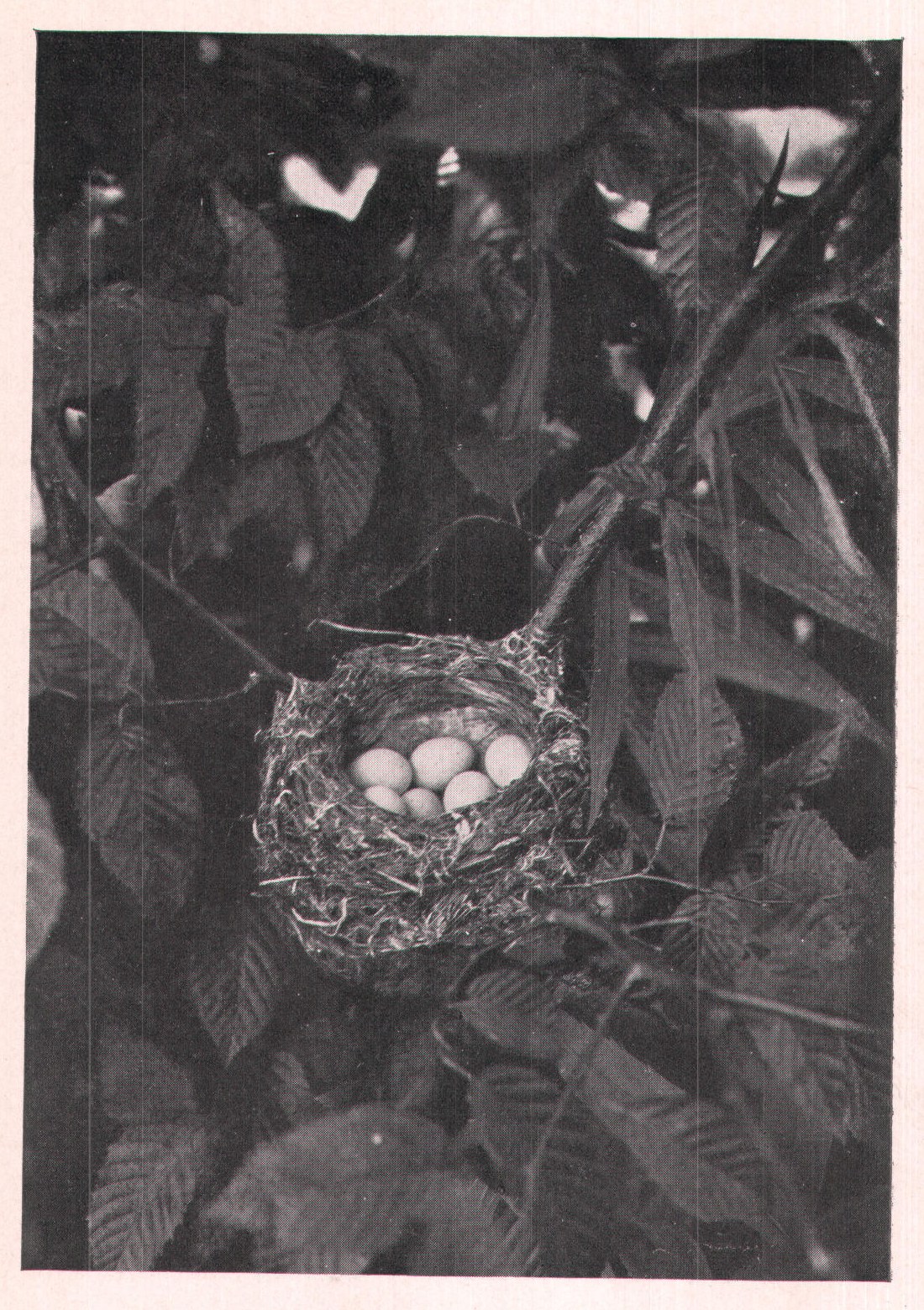 Fig. 85. NEST AND EGGS OF GOLDFINCH.