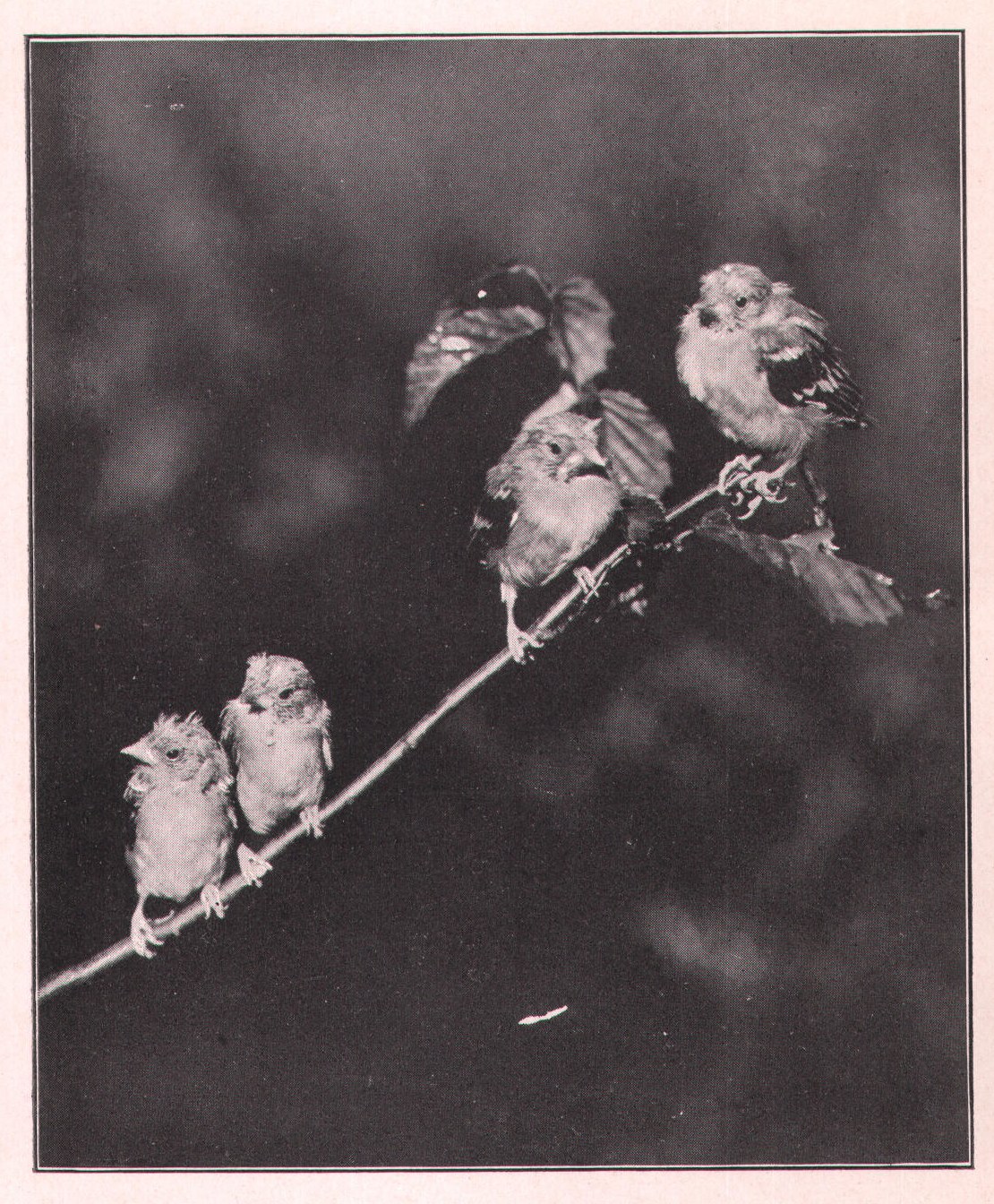 Fig. 86. YOUNG GOLDFINCHES.