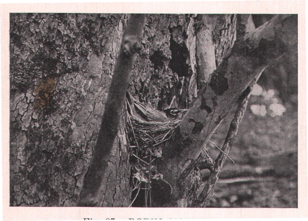 Fig. 87. ROBIN ON NEST.