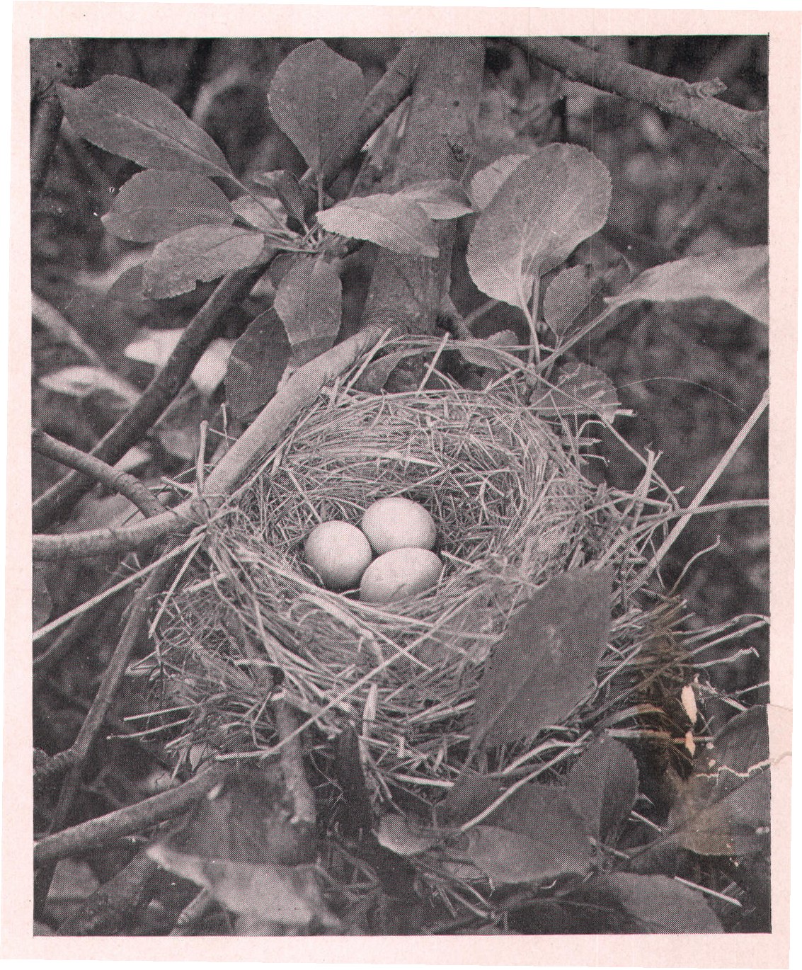 Fig. 88. ROBIN NEST.