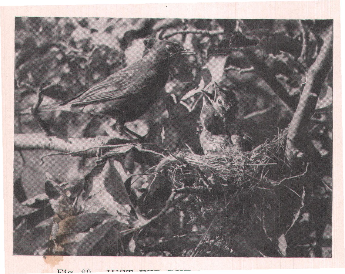 Fig. 89. JUST FED BUT STILL HUNGRY.