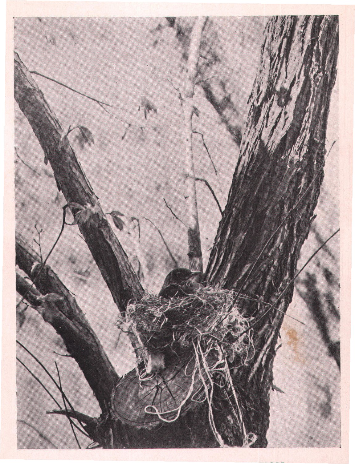 Fig. 90. AN ATTRACTIVE LOCATION.
