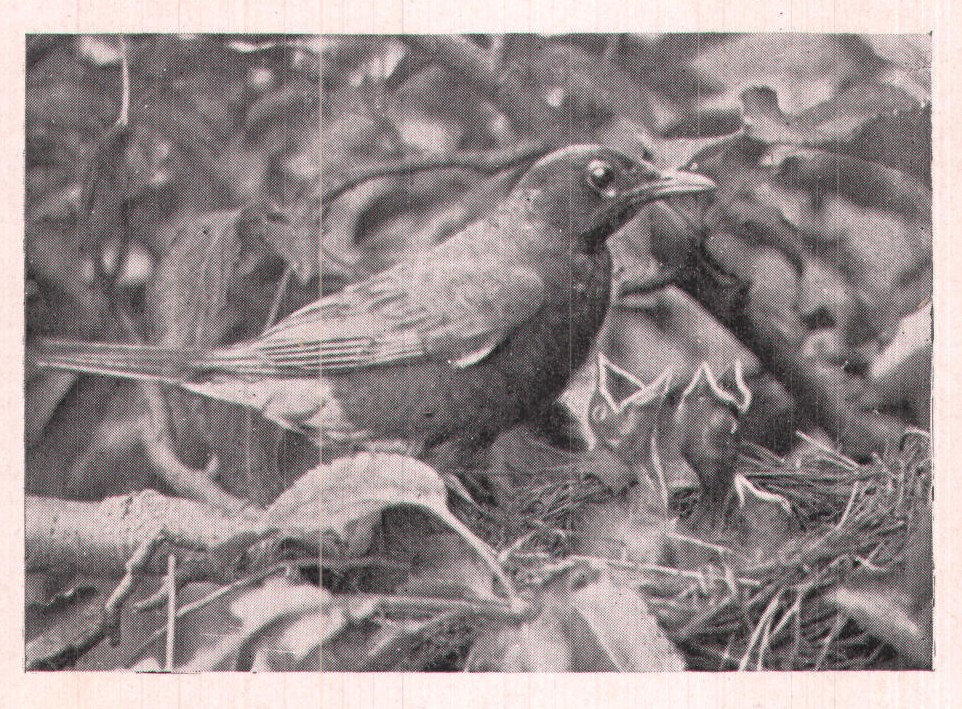 Fig. 91. INSPECTION.