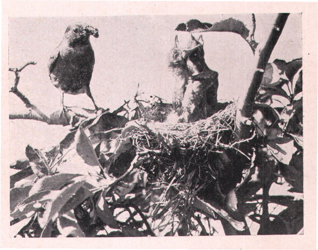 Fig. 92. ARE THEY HUNGRY?