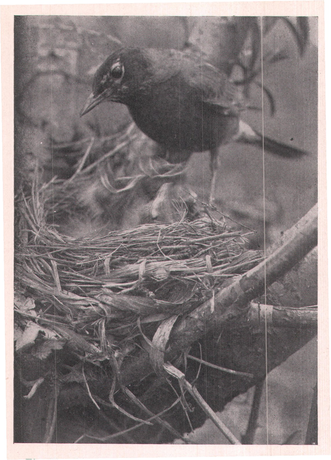 Fig. 93. Taken in 1-100 of a second, showing the active move-