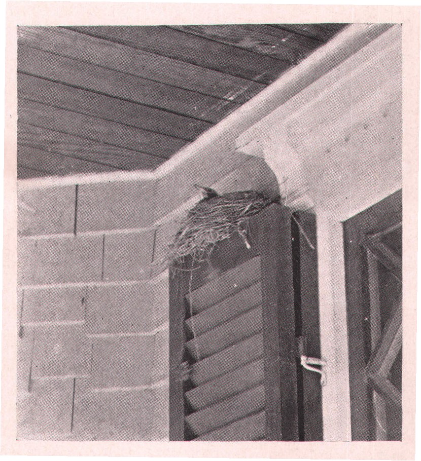 Fig. 94. THE NEST ON THE BLIND.