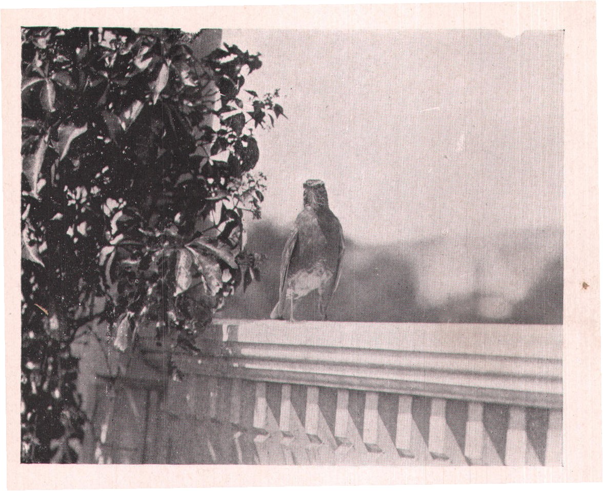 Fig. 95. Approaching the nest shown in figure 94.