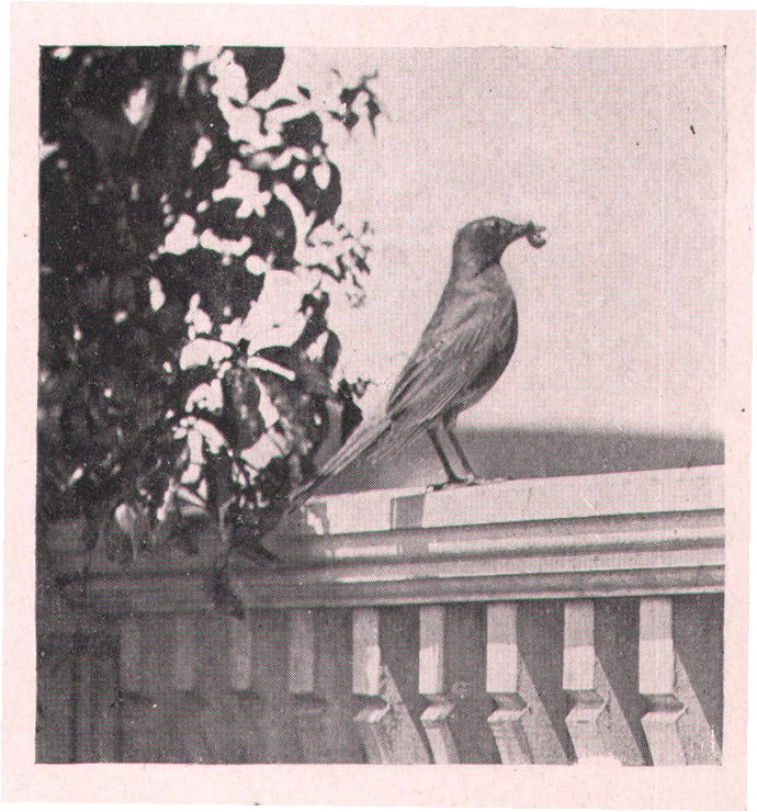 Fig. 96. Sometimes worms were brought