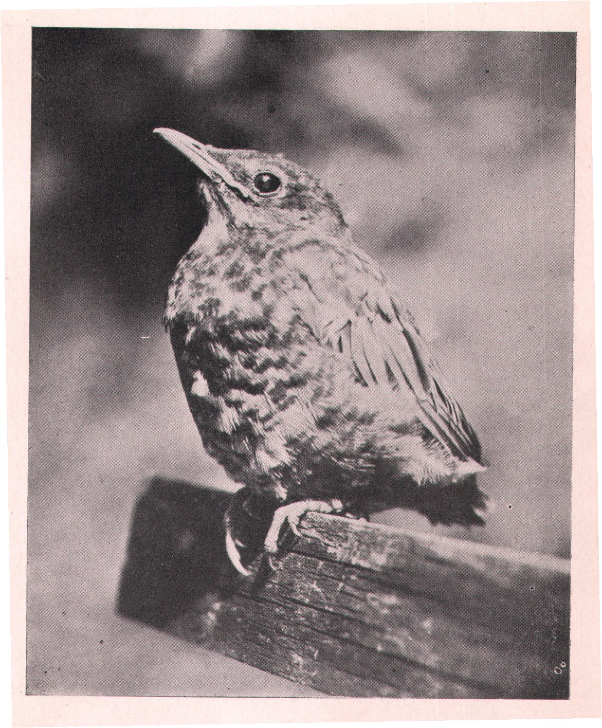 Fig. 98. YOUNG ROBIN.