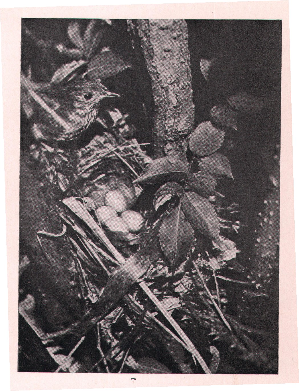Fig. 100. Veery about to settle upon her greenish-blue eggs.