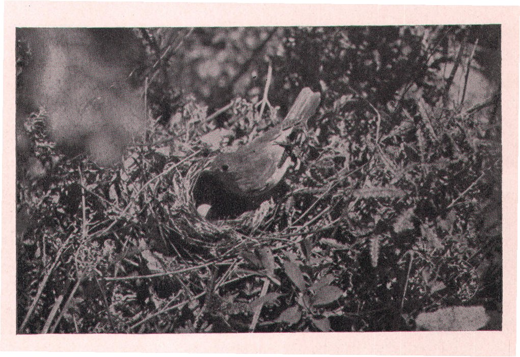 Fig. 101. VEERY RETURNING TO NEST.