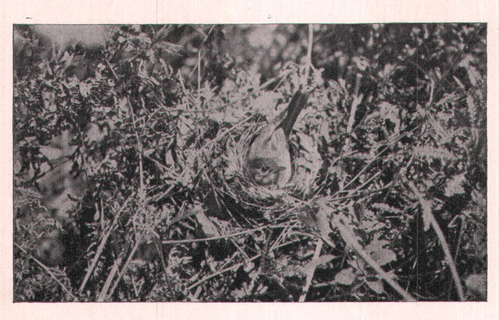 Fig. 102. VEERY ON NEST.