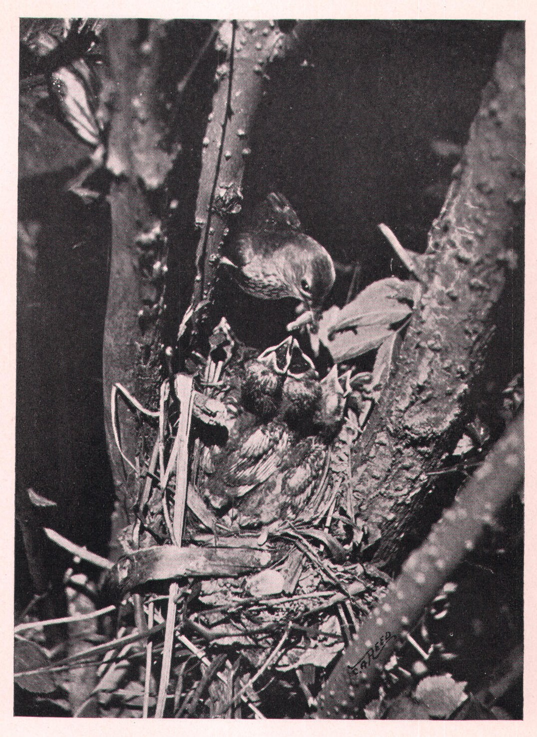 Fig. 103. VEERY FEEDING HER YOUNG.