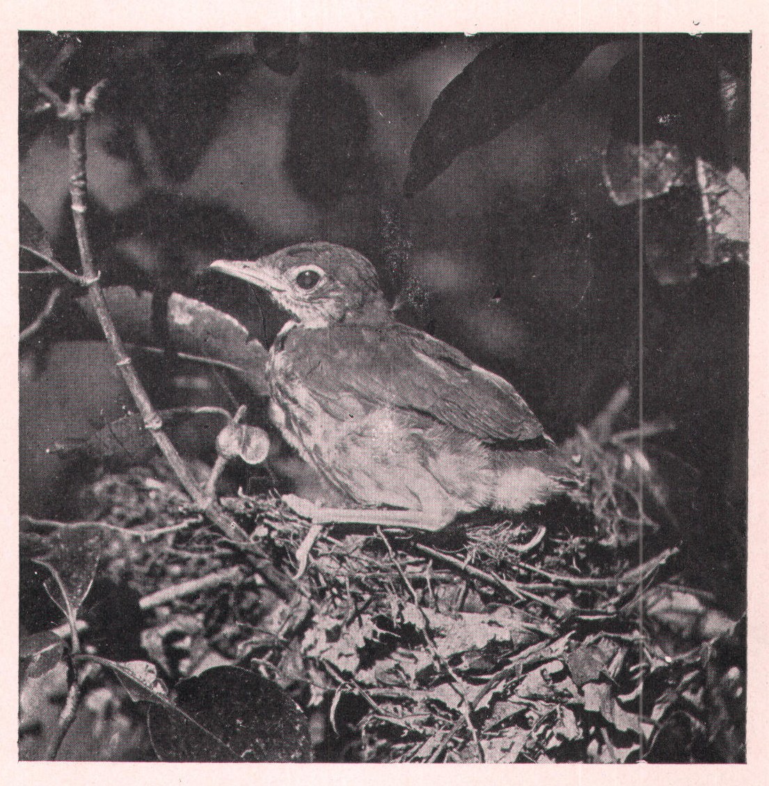 Fig. 105. YOUNG WOOD THRUSH.