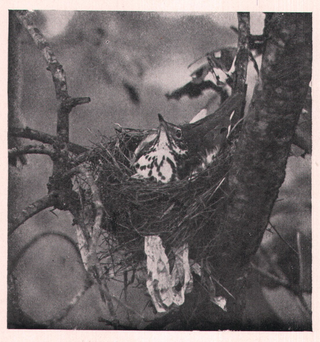 Fig. 106. WOOD THRUSH ON NEST.