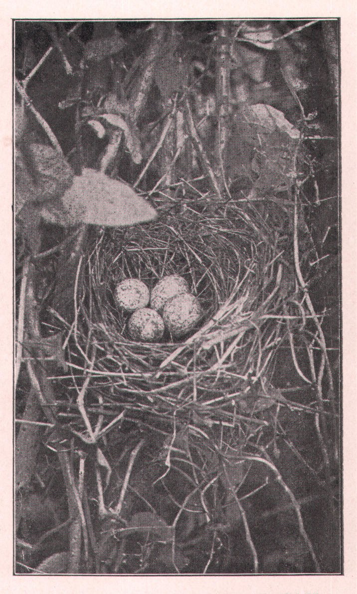 Fig. 107. NEST OF GROSBEAK