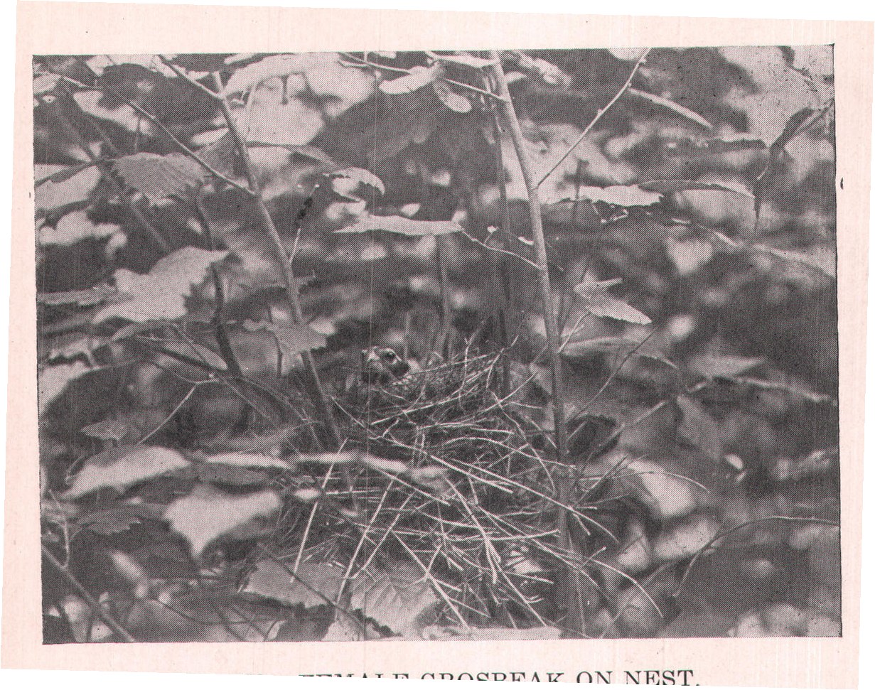 Fig. 108. FEMALE GROSBEAK ON NEST.