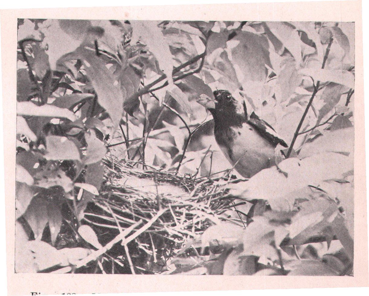 Fig. 109. Male Grosbeak with food for his tiny little ones.