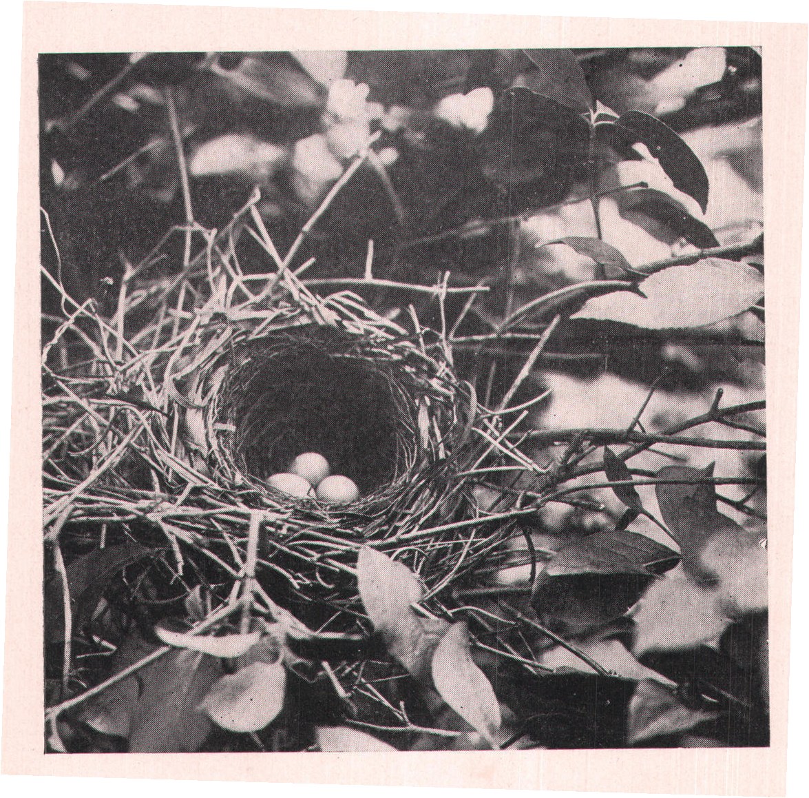 Fig. 110. NEST OF CATBIRD.