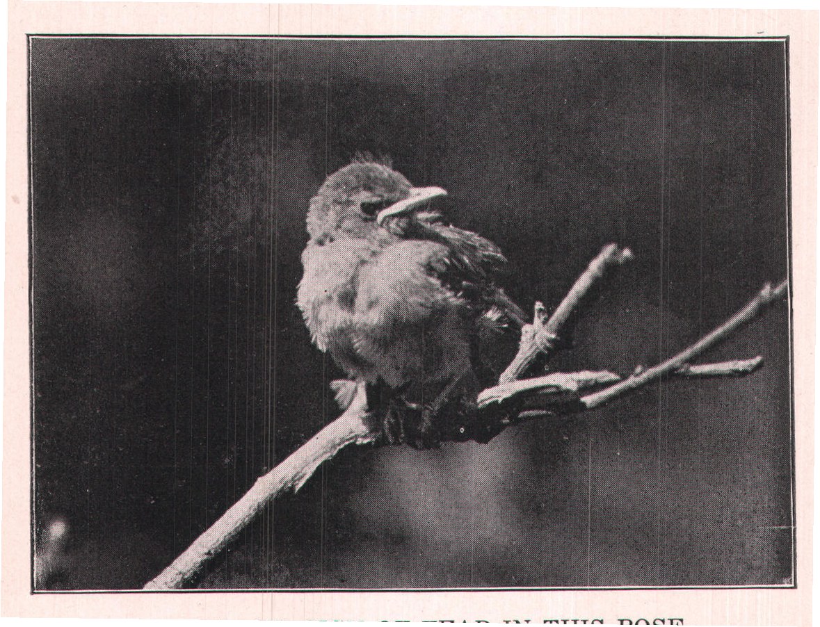 Fig. 114. NO SIGN OF FEAR IN THIS POSE.