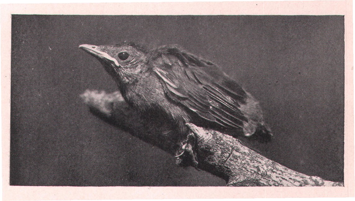 Fig. 115. YOUNG CATBIRD.