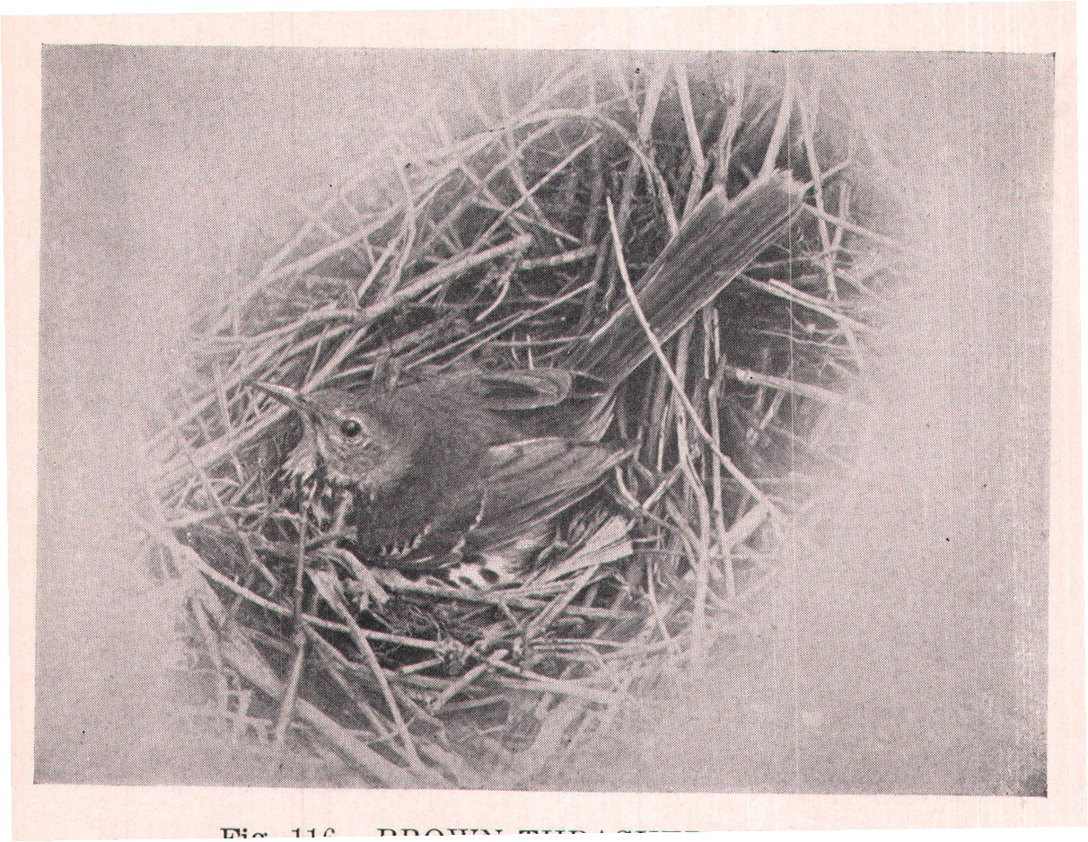 Fig. 116. BROWN THRASHER ON NEST.
