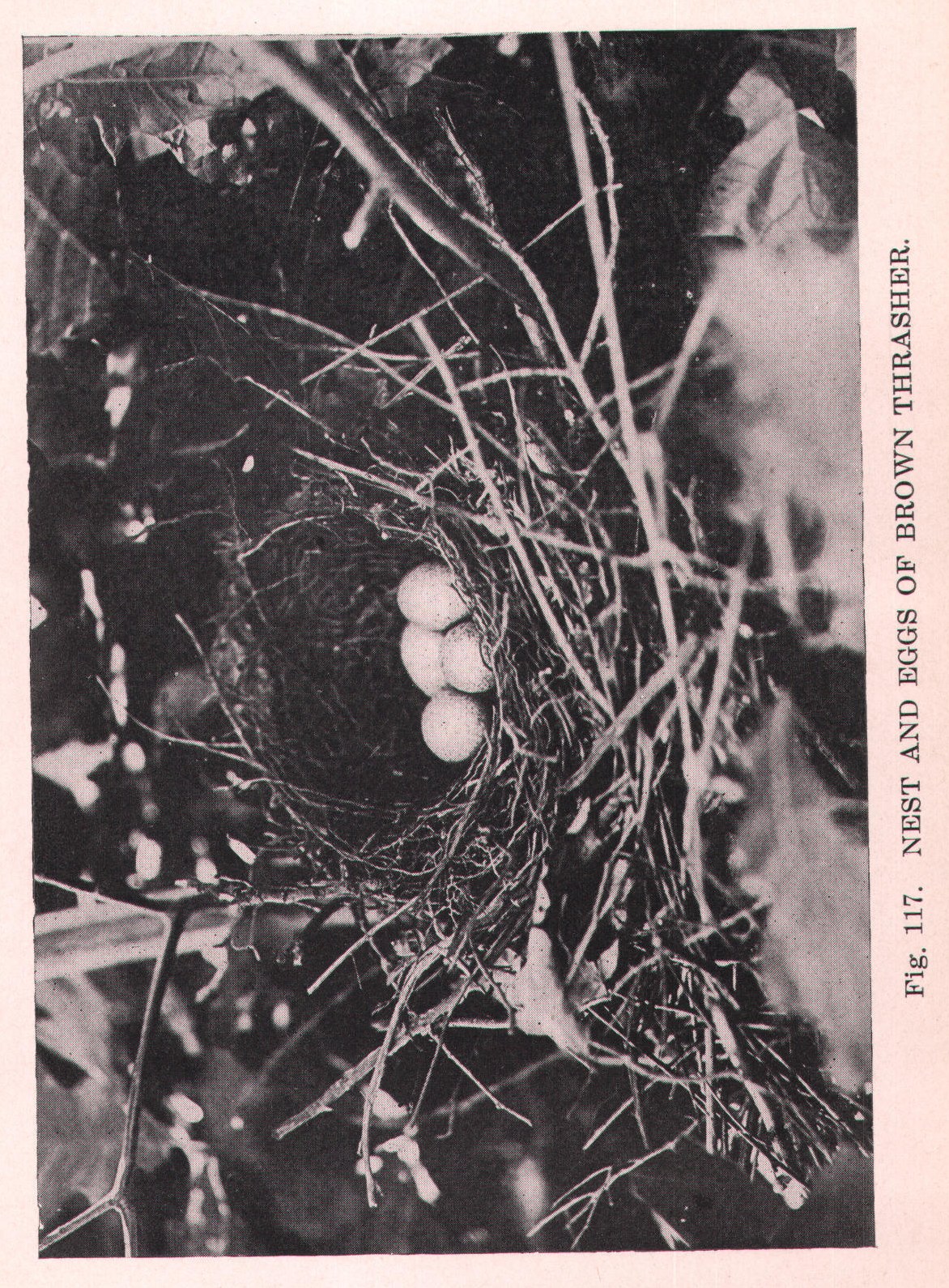 Brown Thrasher — from Camera Studies with Wild Birds (1911)