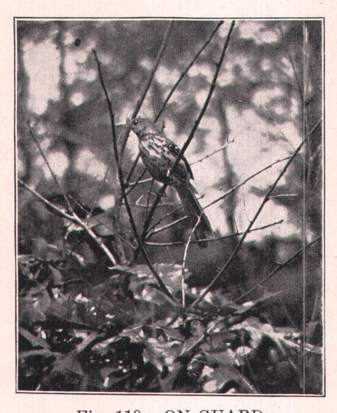 Fig. 118. ON GUARD.