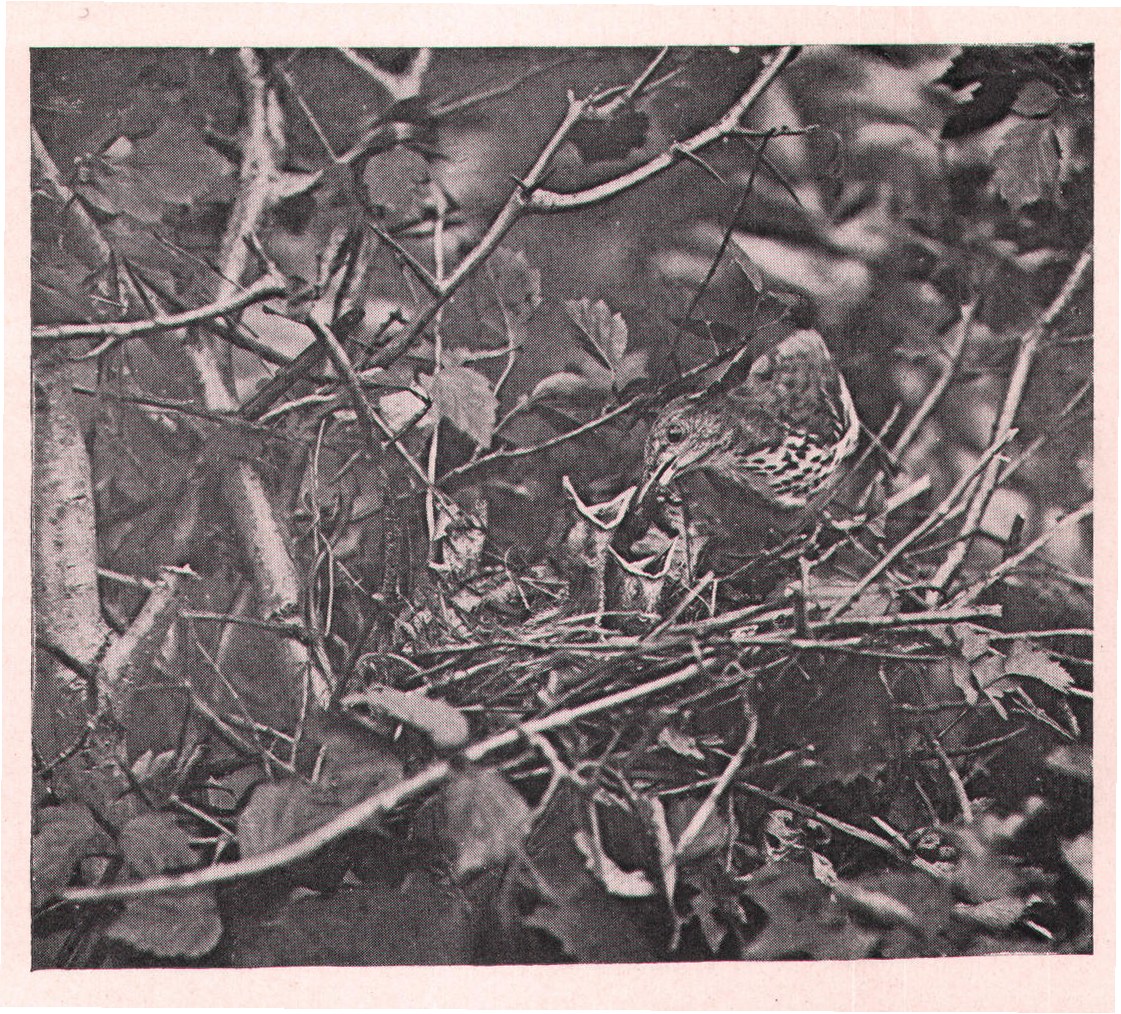 Fig. 119. She sometimes fed them great black ants.