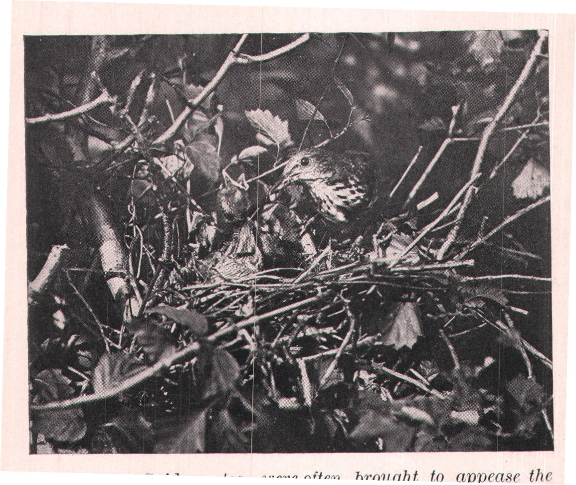 Fig. 120. Spiders, too, were often brought to appease the