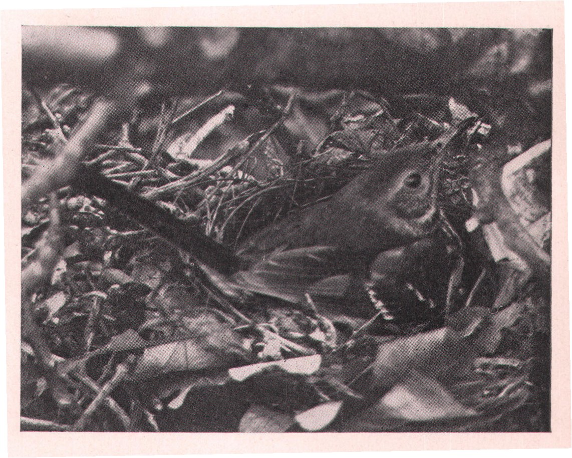 Fig. 121. Sometimes Thrashers nest on the ground but more