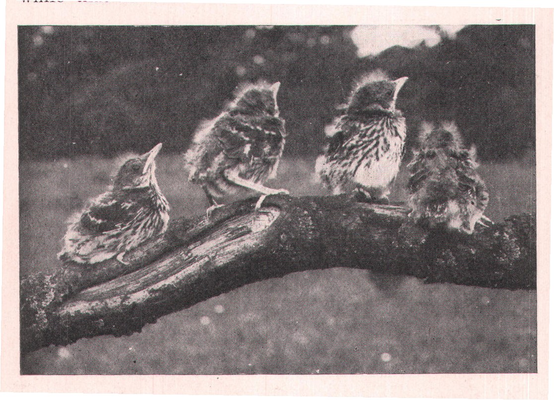 Fig. 122. YOUNG BROWN THRASHERS.