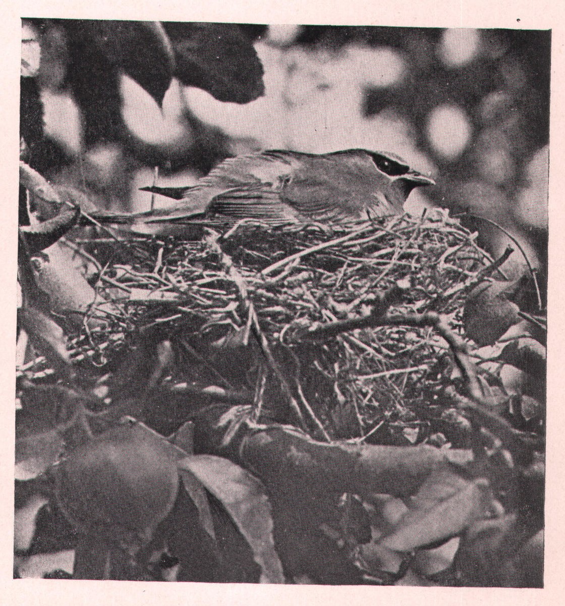 Fig. 133. CEDAR WAXWING ON NEST.