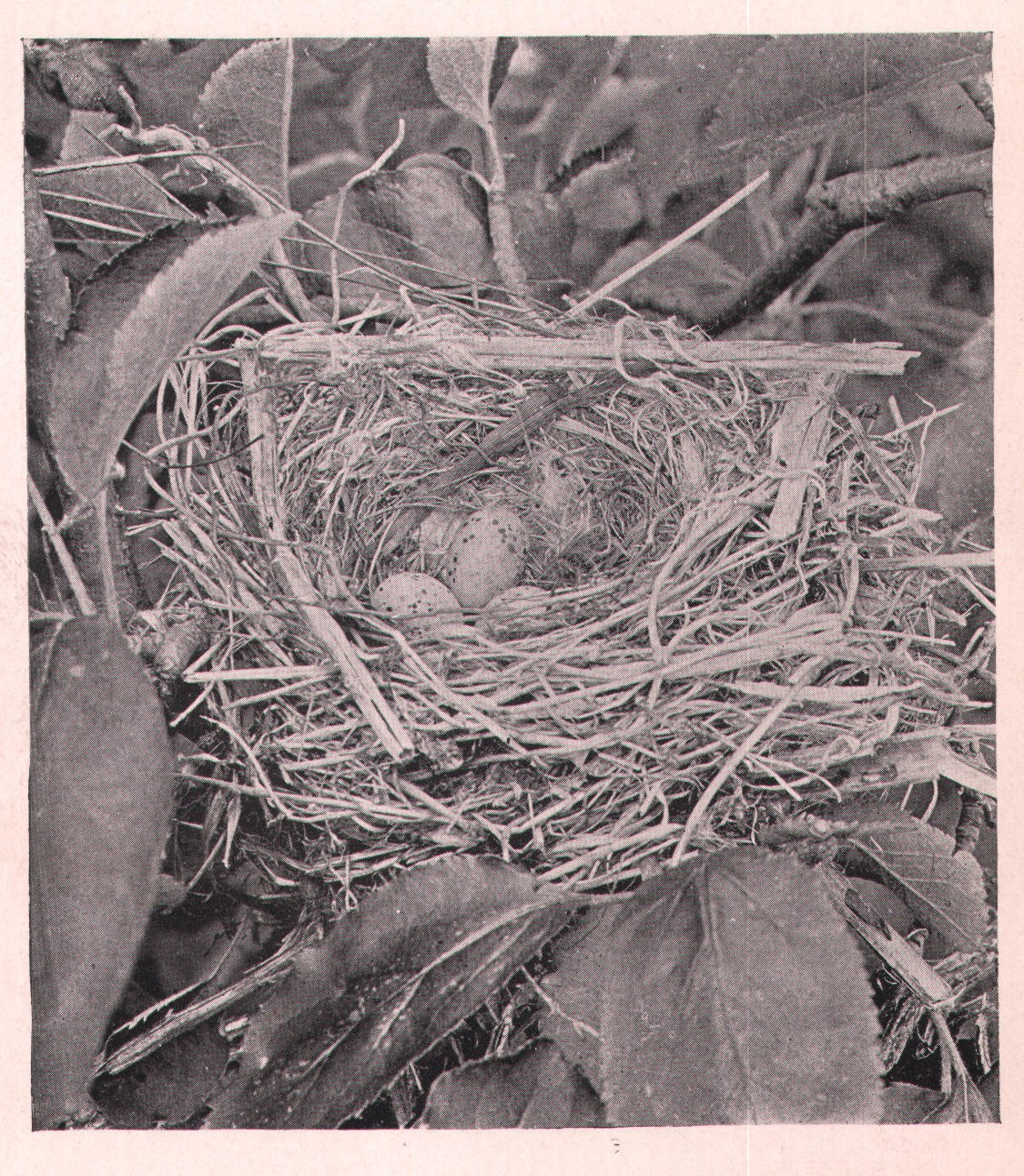 Fig. 124. NEST OF WAXWING.