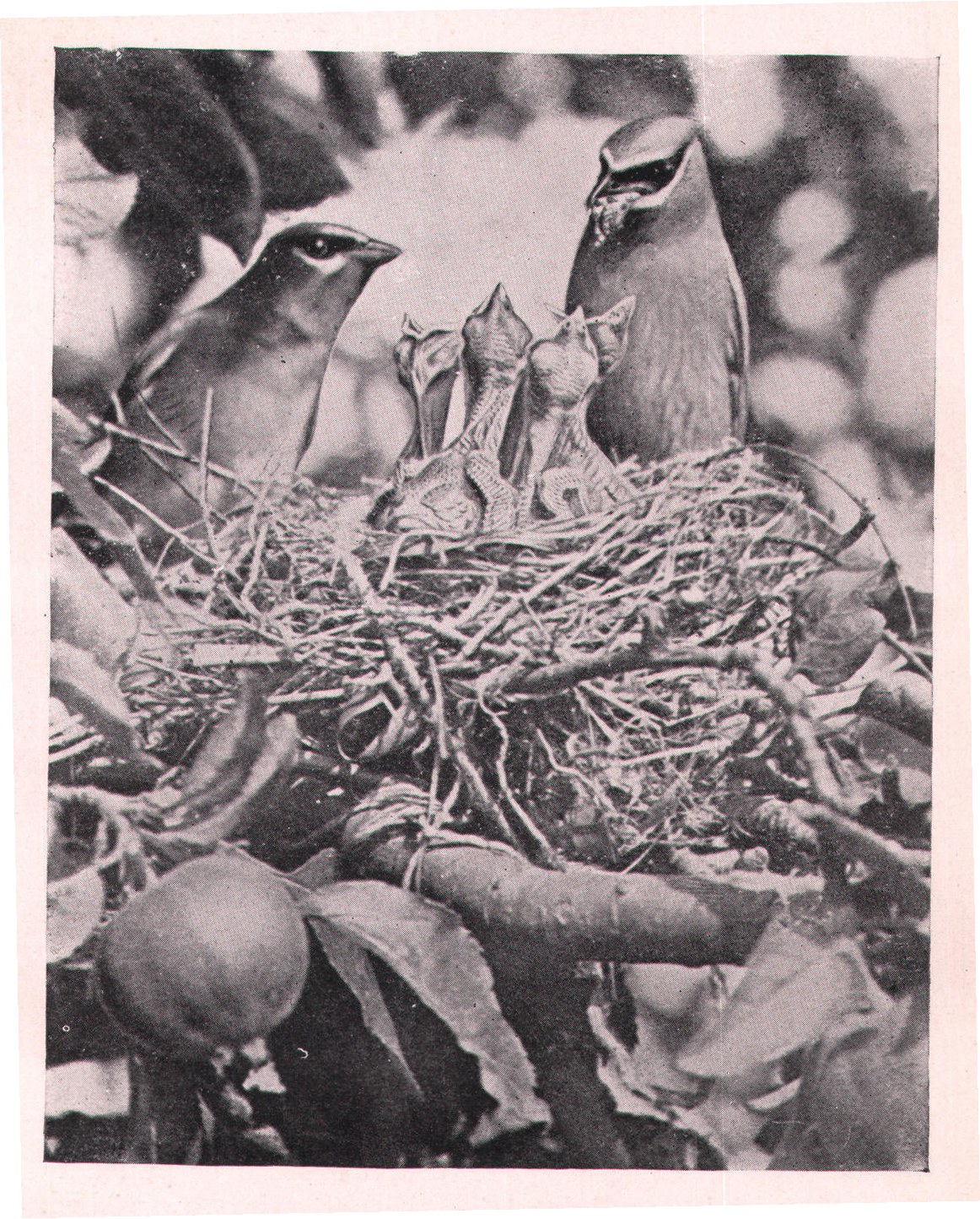 Fig. 125.