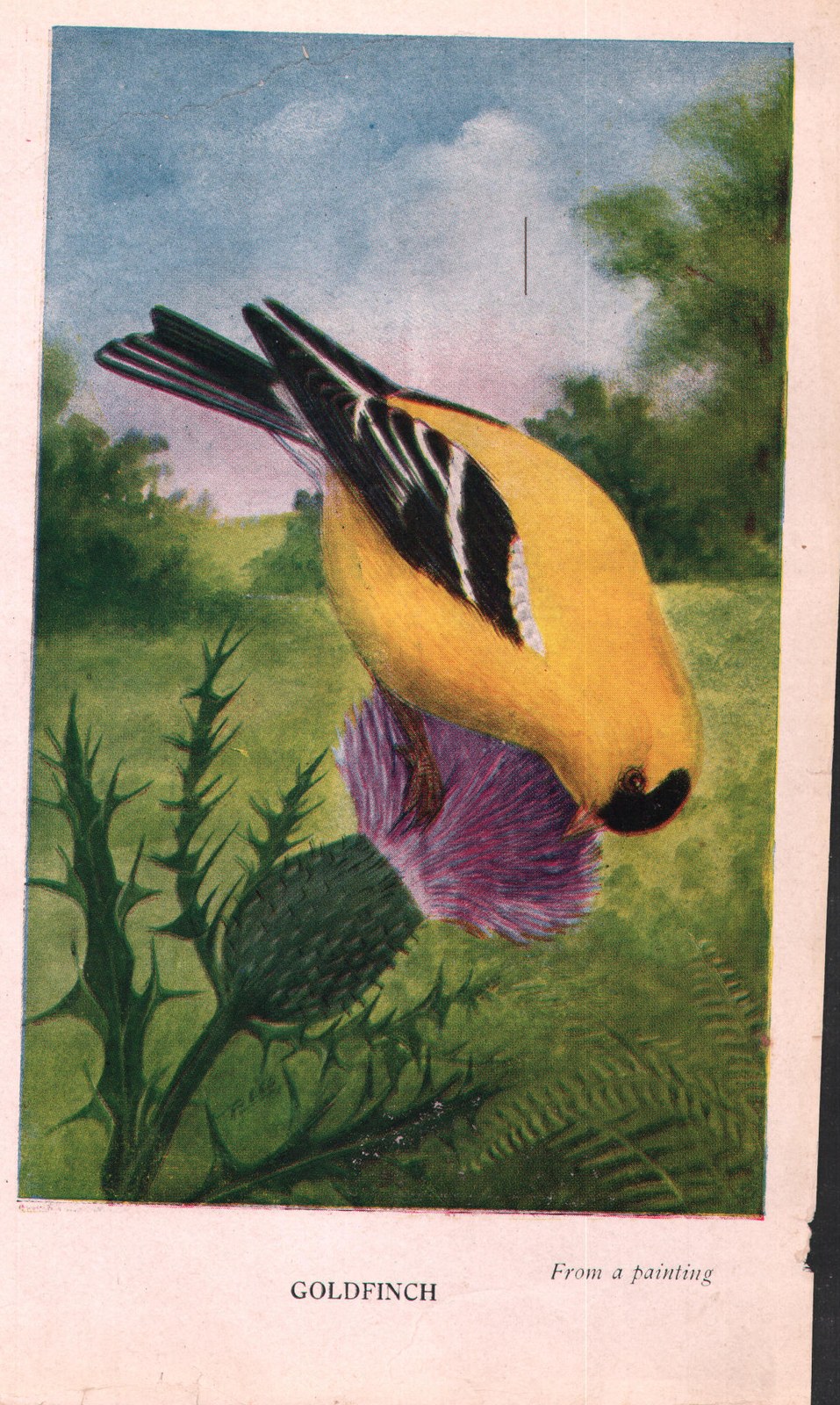 Ruby-Thr. Humming Bird — from Camera Studies with Wild Birds (1911)
