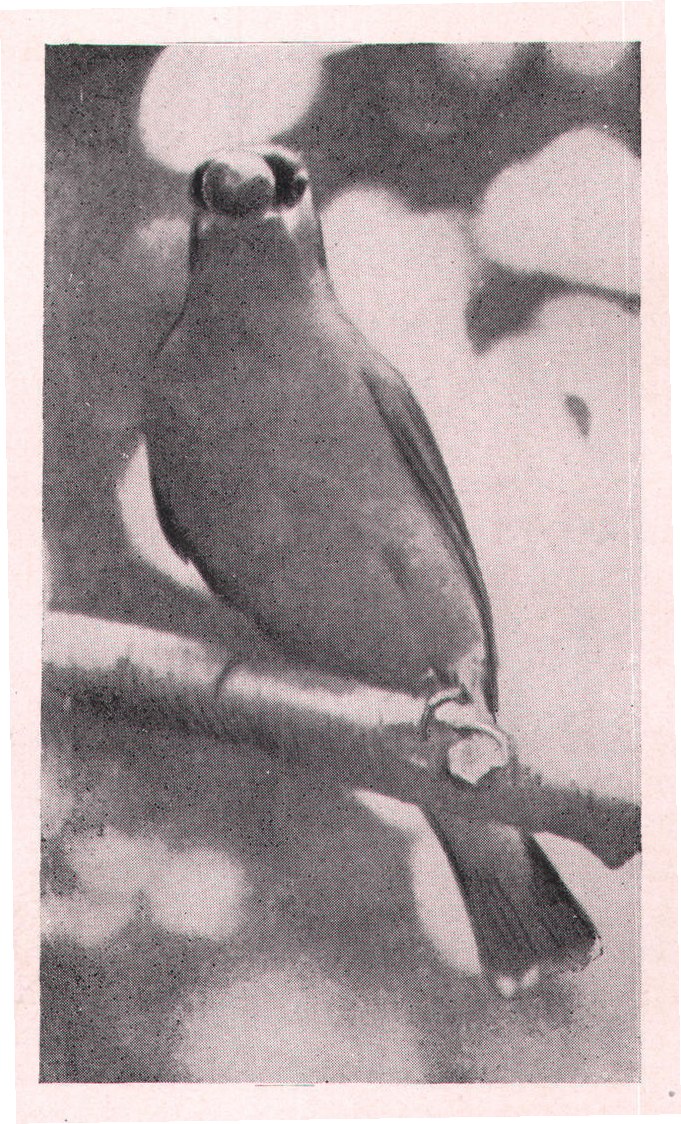 Fig. 127. RIPE CHERRIES.