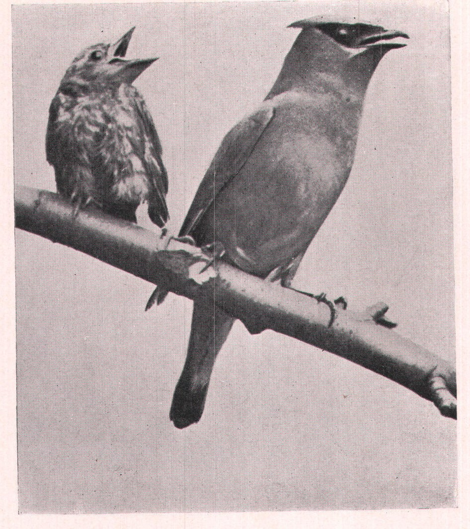 Fig. 128. The little birds were mean subjects; they simply
