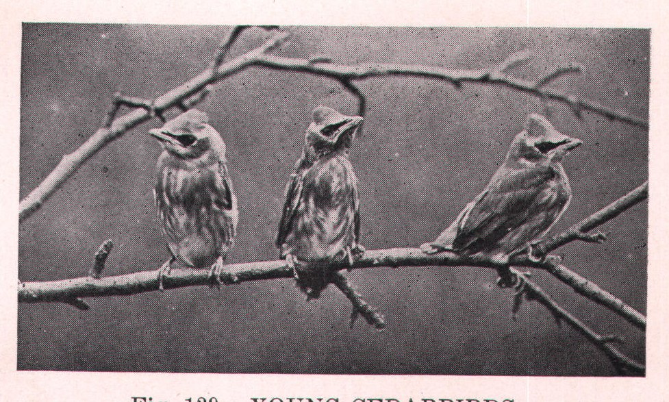 Fig. 129. YOUNG CEDARBIRDS.