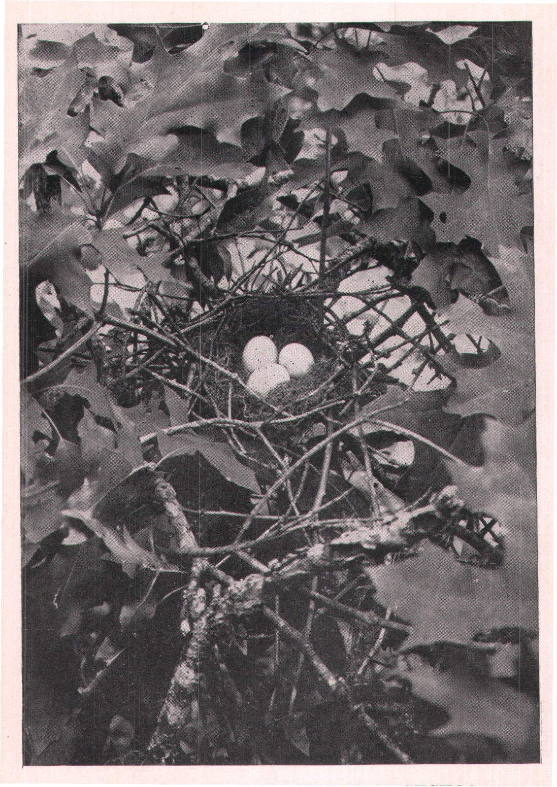 Fig. 130. NEST OF BLACK-BILLED CUCKOO.