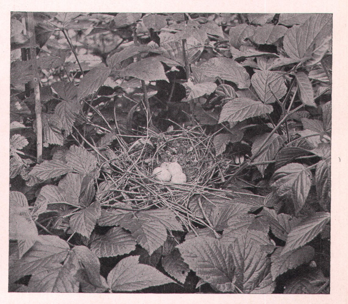 Fig. 131. BLACK-BILL'S NEST AMONG BRIERS.