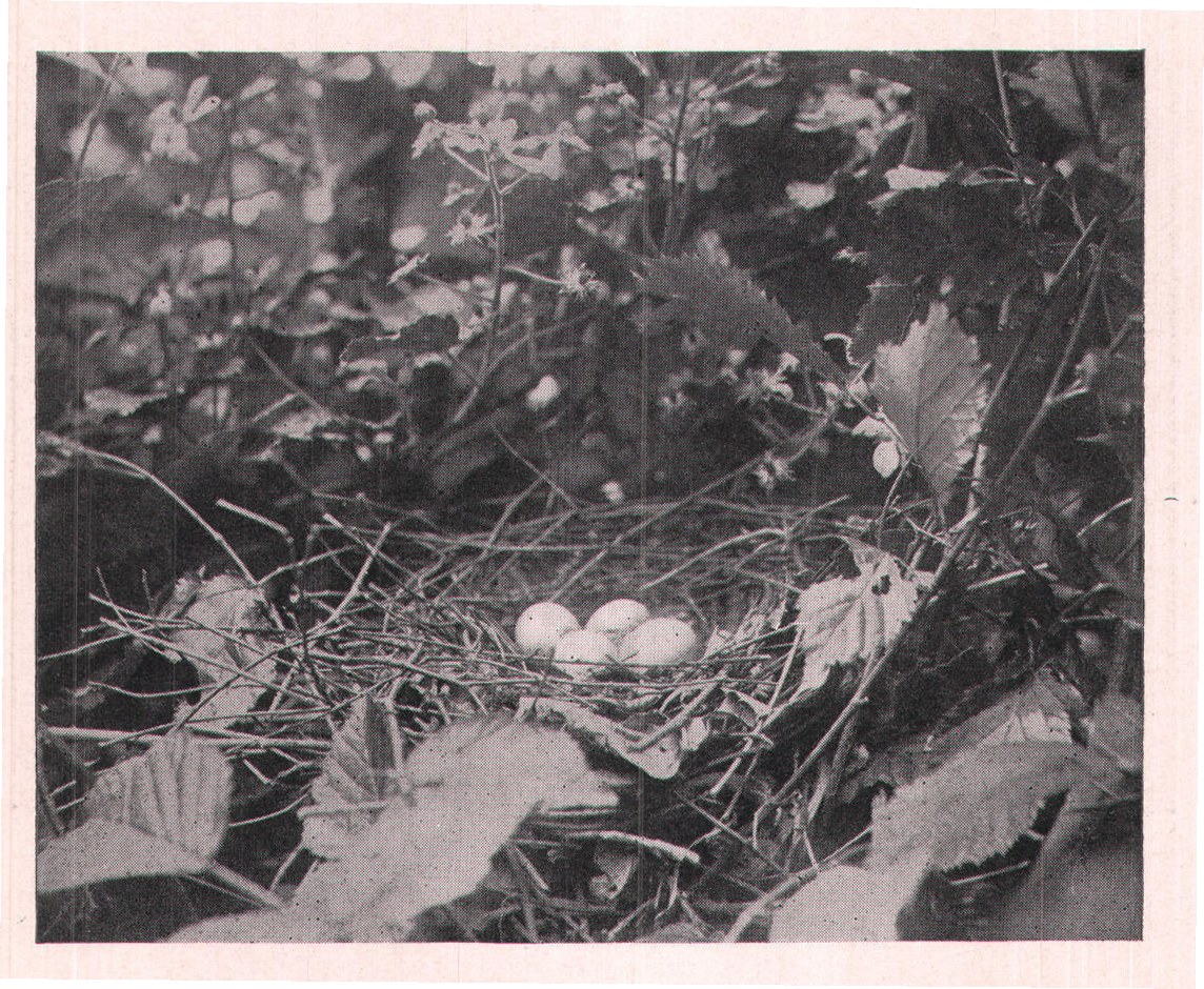 Fig. 132. NEST OF YELLOW-BILLED CUCKOO.