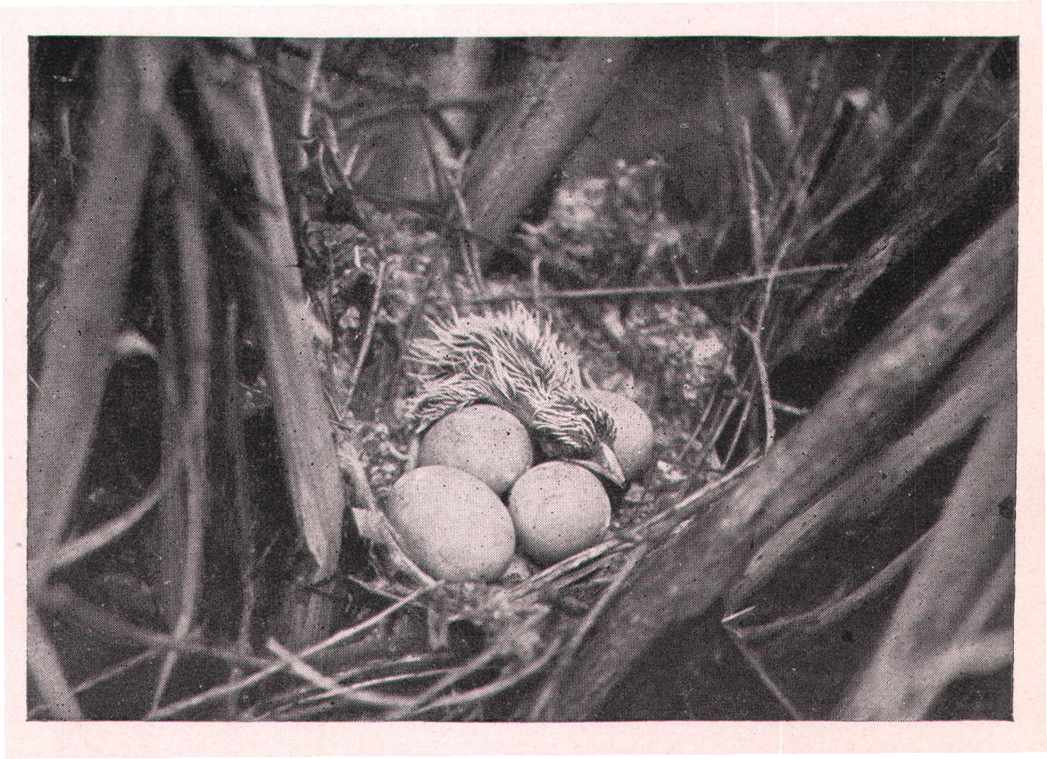 Fig. 133. YELLOW-BILL'S JUST HATCHING.