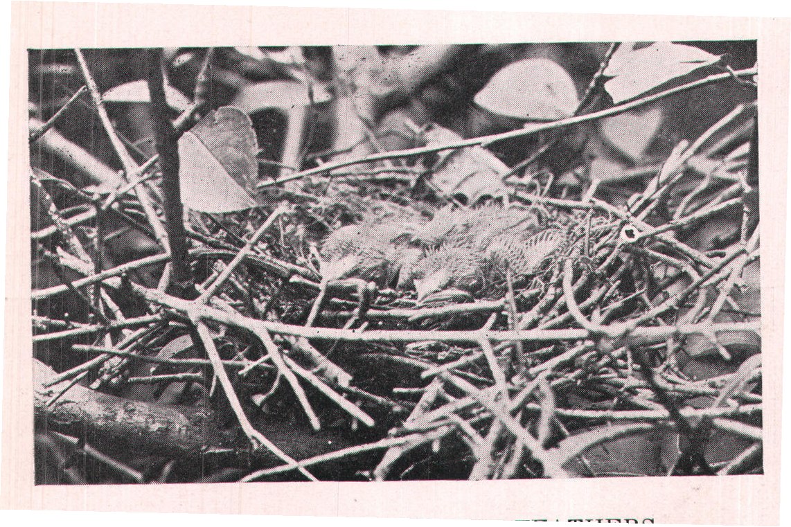 Fig. 134. FIRST STAGE-PIN FEATHERS.