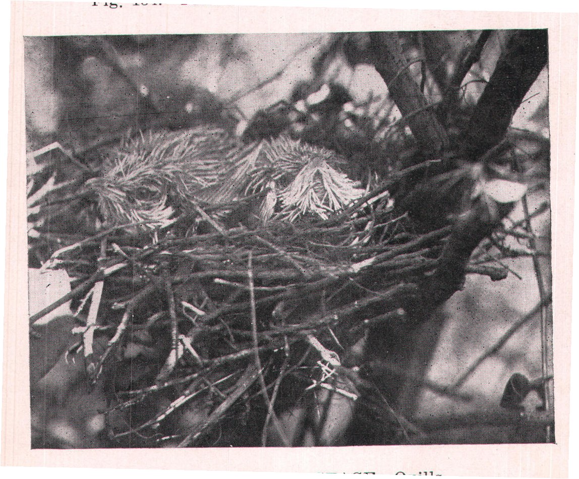 Fig. 135. SECOND STAGE-Quills.
