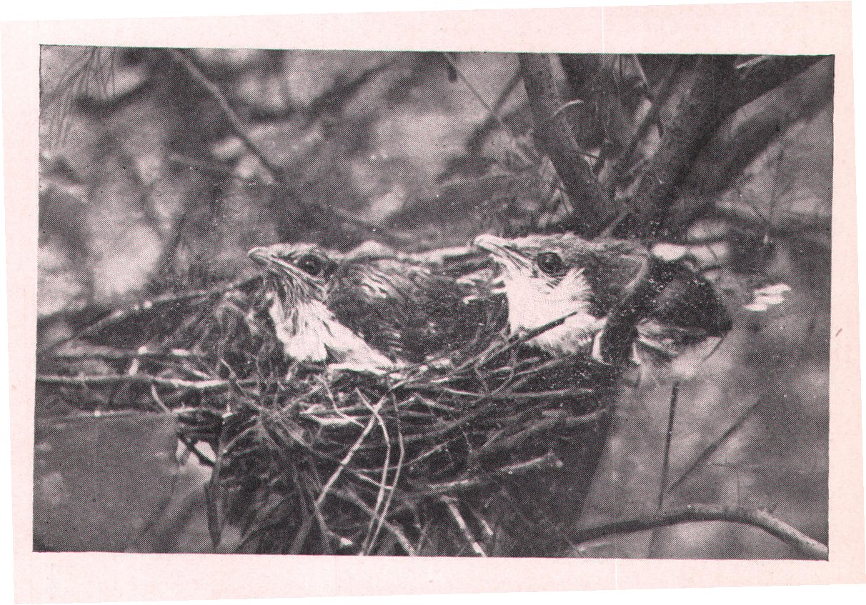 Fig. 136. AT LAST-FEATHERS.