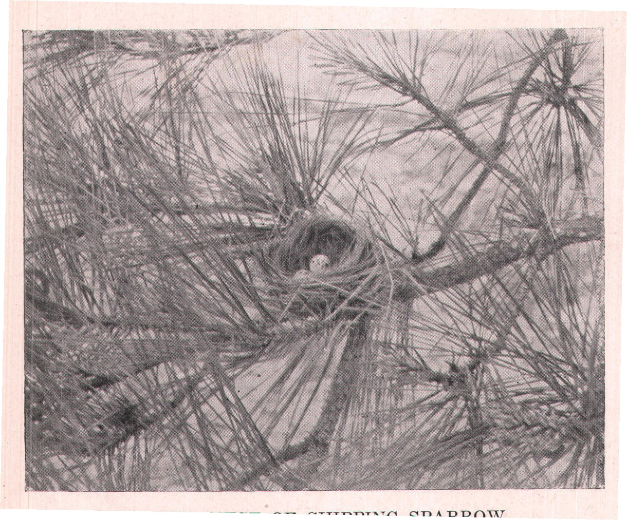 Fig. 138. NEST OF CHIPPING SPARROW.