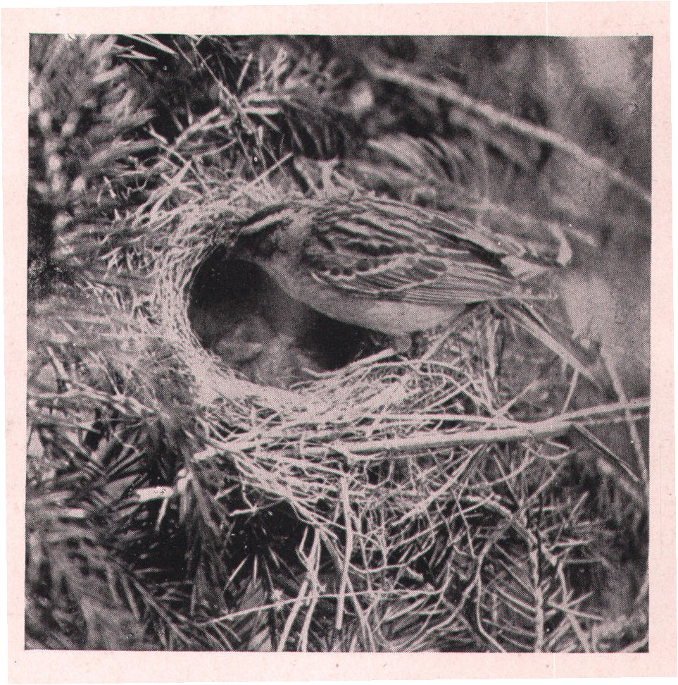 Fig. 139.