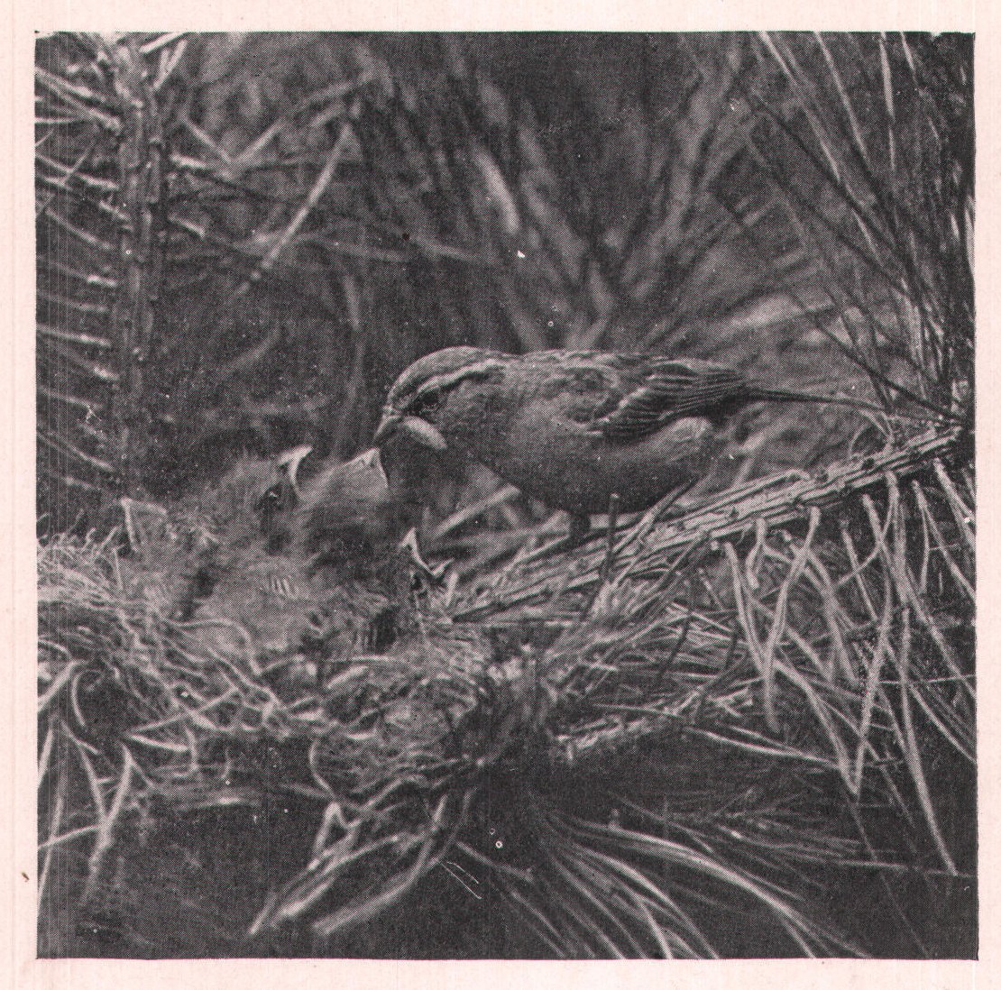 Fig. 140. They reached eagerly for the green worm Mother