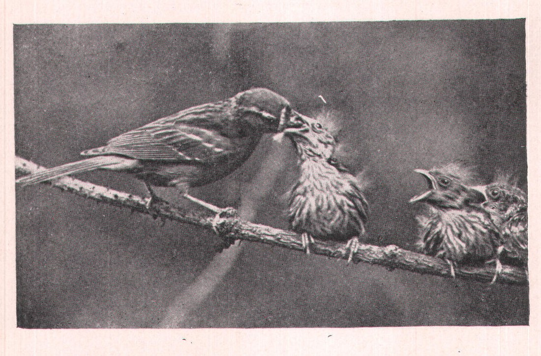 Fig. 142. Food is pushed down the throats of the young-not